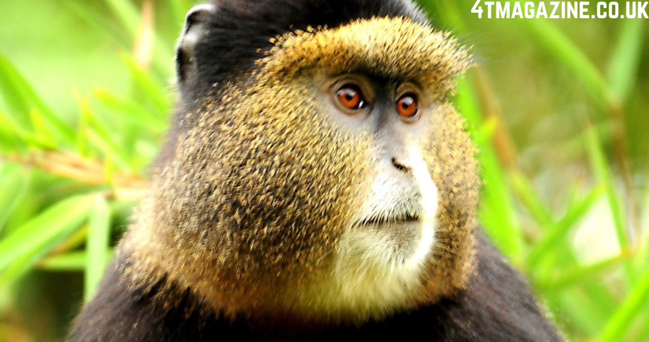 monkey gg2